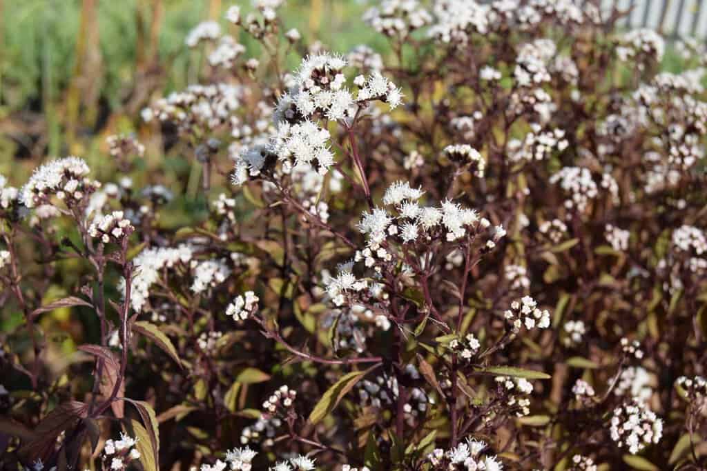 Ageratina altissima 'Chocolate' ---